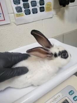 Banana Pudding -  Bunny Rabbit Rabbit for Adoption in Fairfax, Virginia - Banana Pudding | PetCurious