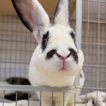 Dive Bar -  English Spot Rabbit for Adoption in Mill Valley, California - Dive Bar | PetCurious