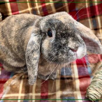 Coco -  Lop Eared Rabbit for Adoption in Cambridge, Ontario - Coco | PetCurious