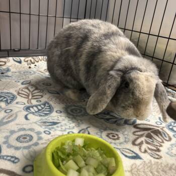 Rescue Holland Lop and Harlequin Rabbits for Adoption in Lyndhurst, New Jersey - Daisy | PetCurious