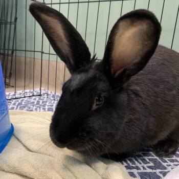English Spot and Mixed Breed Rabbits Available for Adoption in Bedford, New Hampshire - Sarah | PetCurious