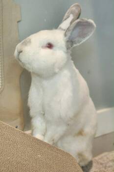 American Rabbits Available for Adoption - Hoptimus Prime  | PetCurious