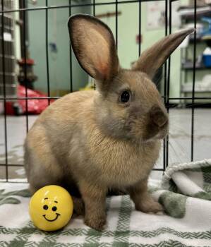 American Rabbits Available for Adoption in Oakland, California - Corduroy | PetCurious