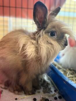Rescue Lionhead Rabbits for Adoption in Sebastian, Florida - Cinnabun | PetCurious