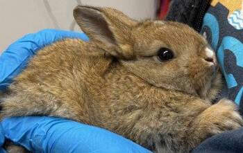 American Rabbits Available for Adoption in Oakland, California - Major Tom | PetCurious