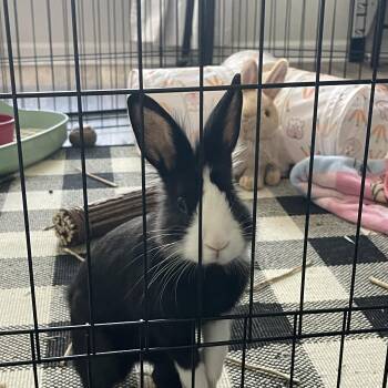 Polish Rabbits Available for Adoption - Bluey | PetCurious
