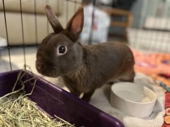 Polish Rabbits Available for Adoption in Andover, Connecticut - Zurek | PetCurious