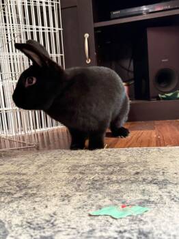 Ukulele -  New Zealand Rabbit for Adoption in Saint Charles, Missouri - Ukulele | PetCurious