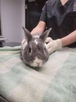 Foufou -  Bunny Rabbit Rabbit for Adoption in Montreal, Quebec - Foufou | PetCurious