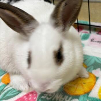 Dashi -  English Spot Rabbit for Adoption in Richmond, California - Dashi | PetCurious