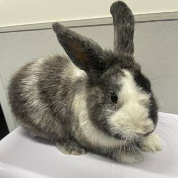 American Rabbits Available for Adoption in Tampa, Florida - Ziggy | PetCurious
