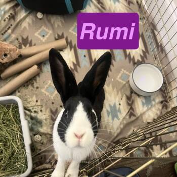 Rescue Dutch Rabbits for Adoption in Huntsville, Alabama - Rumi | PetCurious
