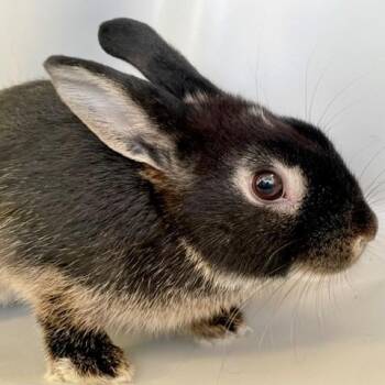 Zoe -  American Rabbit for Adoption in Taylorsville, Utah - Zoe | PetCurious