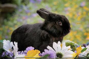 Colin (South Surrey) -  Bunny Rabbit and Dwarf Rabbit for Adoption in Vancouver, British Columbia - Colin (South Surrey) | PetCurious