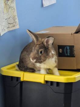 Rescue New Zealand Rabbits for Adoption in Saint Charles, Missouri - Boone | PetCurious