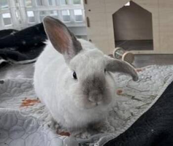 American Sable and Lop Eared Rabbits Available for Adoption in Westford, Massachusetts - Lulu | PetCurious
