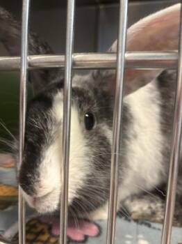Harlequin Rabbits Available for Adoption in Sacramento, California - Penelope Posey Paws | PetCurious