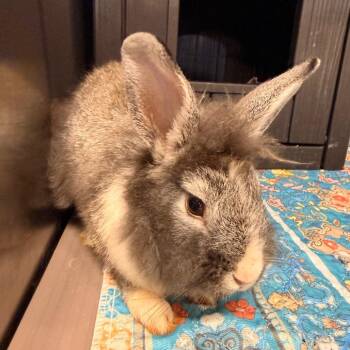 Dolly -  Lionhead Rabbit for Adoption in Winston-salem, North Carolina - Dolly | PetCurious