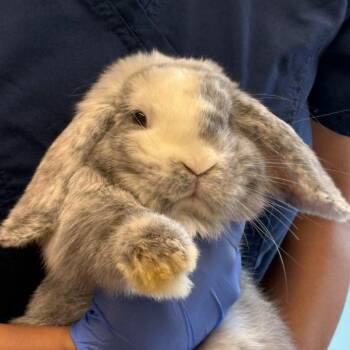 Pinky -  Holland Lop Rabbit for Adoption in Napa, California - Pinky | PetCurious