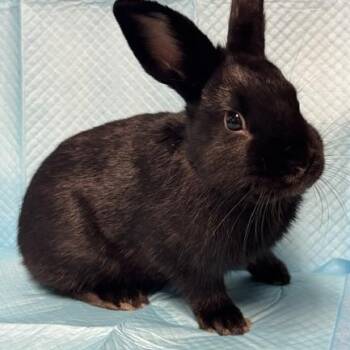 Nolan -  Bunny Rabbit Rabbit for Adoption in Westerville, Ohio - Nolan | PetCurious