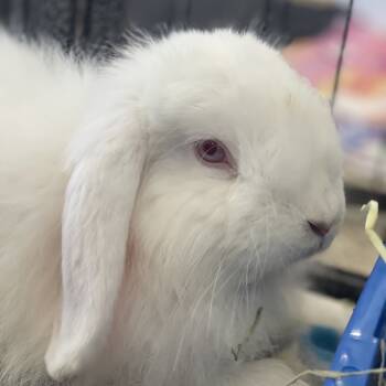 Rescue Angora Rabbit and American Fuzzy Lop Rabbits for Adoption in Kanab, Utah - Larry | PetCurious