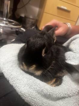 Eva -  Dwarf Rabbit for Adoption in Stratham, New Hampshire - Eva | PetCurious