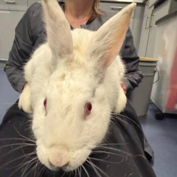 Polish Rabbits Available for Adoption in Greensboro, North Carolina - Lollipop | PetCurious