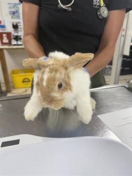 Alexander -  Holland Lop Rabbit for Adoption in Largo, Florida - Alexander | PetCurious