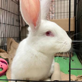 Abigail -  American Rabbit for Adoption in Oshkosh, Wisconsin - Abigail | PetCurious