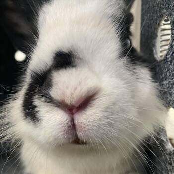 Margie -  Bunny Rabbit Rabbit for Adoption in Harrisonburg, Virginia - Margie | PetCurious
