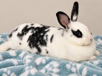 Melanie -  New Zealand and Bunny Rabbit Rabbit for Adoption in Marshfield, Wisconsin - Melanie | PetCurious