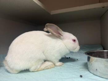 Rhode Island -  Bunny Rabbit Rabbit for Adoption - Rhode Island | PetCurious
