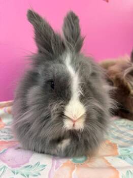 Lionhead Rabbits Available for Adoption in Saint Charles, Missouri - Pena And Fred  | PetCurious