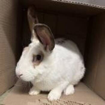 Bunny Rabbit Rabbits Available for Adoption - Blaze | PetCurious
