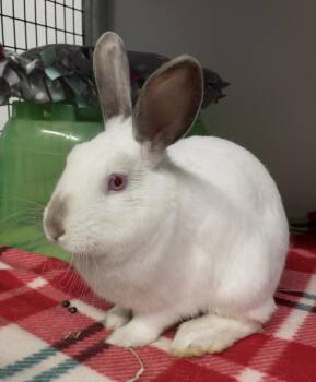 Himalayan Rabbits Available for Adoption in Chicago, Illinois - Snowflake | PetCurious