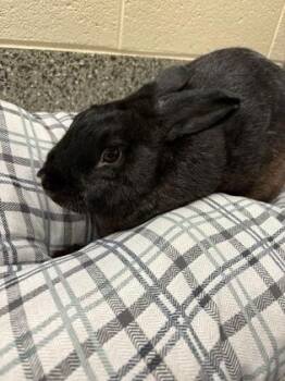 Harrison -  Bunny Rabbit Rabbit for Adoption in Westland, Michigan - Harrison | PetCurious