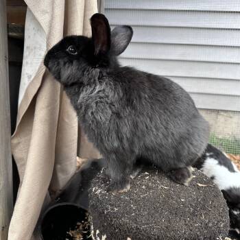 American Rabbits Available for Adoption in Gig Harbor, Washington - Skelly | PetCurious