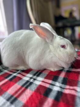 Sour Cream (and Onion) -  Bunny Rabbit Rabbit Available for Adoption in Westbrook, Maine - Sour Cream (and Onion) | PetCurious