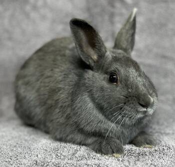 Wyatt -  Bunny Rabbit Rabbit for Adoption in Salinas, California - Wyatt | PetCurious