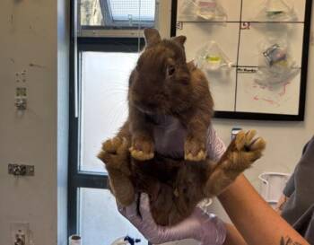Maryland -  Bunny Rabbit Rabbit for Adoption in New York, New York - Maryland | PetCurious
