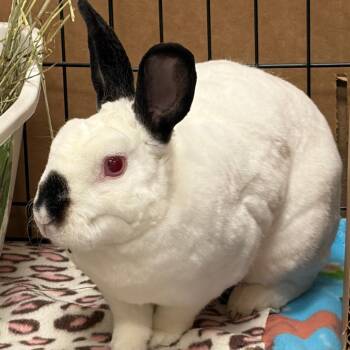 Franklin -  Mini Rex and Himalayan Rabbit for Adoption in Oshkosh, Wisconsin - Franklin | PetCurious