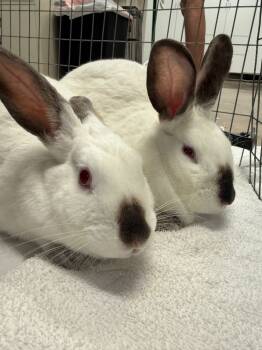Rescue Californian Rabbits for Adoption in Pflugerville, Texas - Cadence / Aria | PetCurious