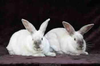 Rescue Bunny Rabbit Rabbits for Adoption in Santa Cruz, California - Remy & Tatum (bonded Pair) | PetCurious