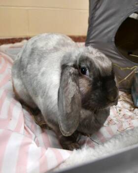 Holland Lop Rabbits Available for Adoption - Marshmallow | PetCurious