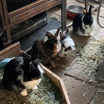 Snickers -  Lionhead and New Zealand Rabbit for Adoption in Nampa, Idaho - Snickers | PetCurious
