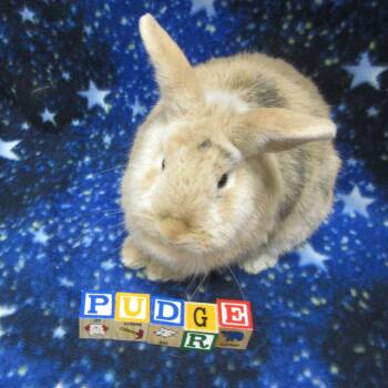 Harlequin Rabbits Available for Adoption in Wilmington, Delaware - Pudge | PetCurious