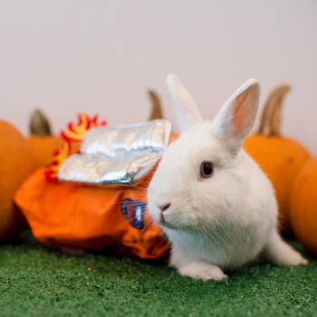 Rescue Rex Rabbits for Adoption in Warwick, Rhode Island - Junni | PetCurious