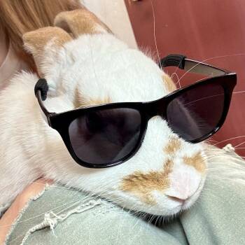 American Rabbits Available for Adoption - Buster | PetCurious