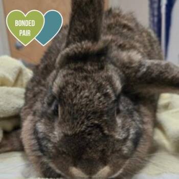 Flemish Giant and Lop Eared Rabbits Available for Adoption in Sacramento, California - Ivy | PetCurious