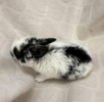 Emrus -  English Spot Rabbit for Adoption in Santa Cruz, California - Emrus | PetCurious